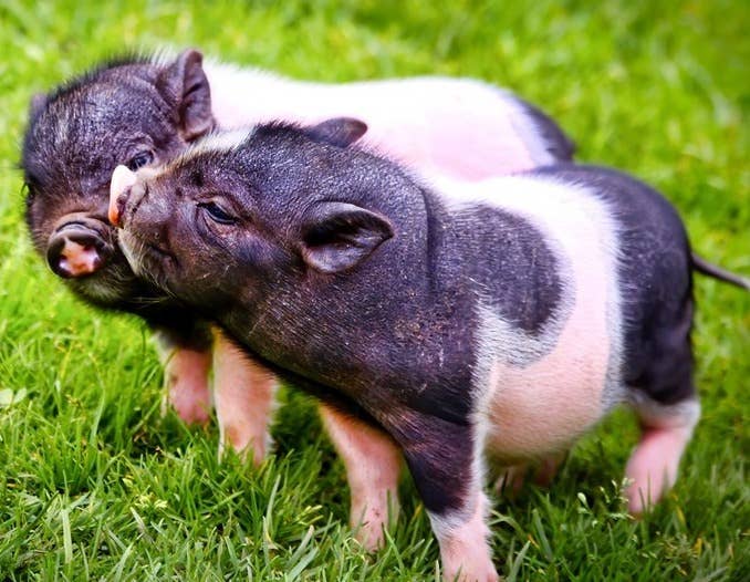 8月上旬生猪价格环比上涨5.7%，是否迎来阶段性高点？