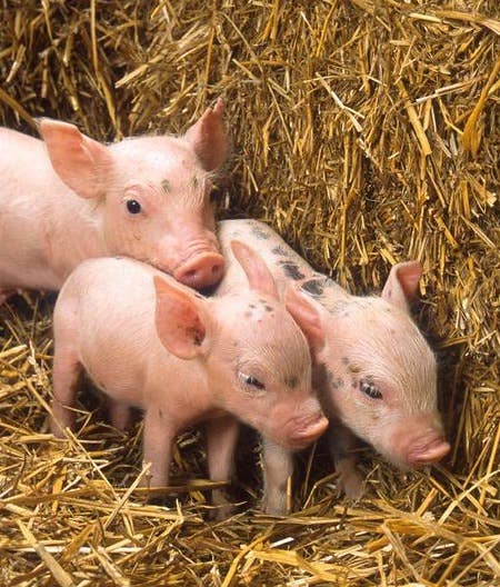 安普霉素配伍阿莫西林的抗菌作用增强原理