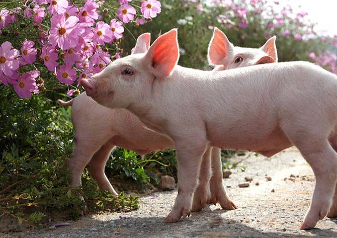 金霉素在养殖场的推荐使用方案