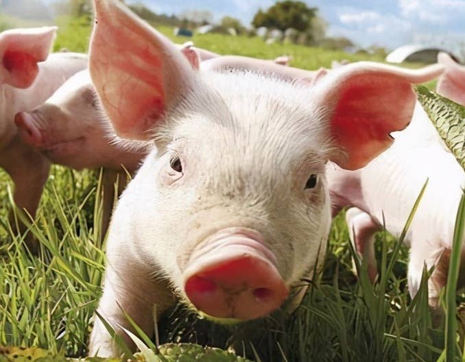 卓创资讯：一季度猪价同比多呈反向走势，二季度或有回落