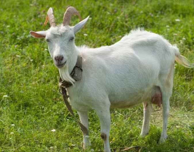 夏季如何给羊群保健，让羊少生病