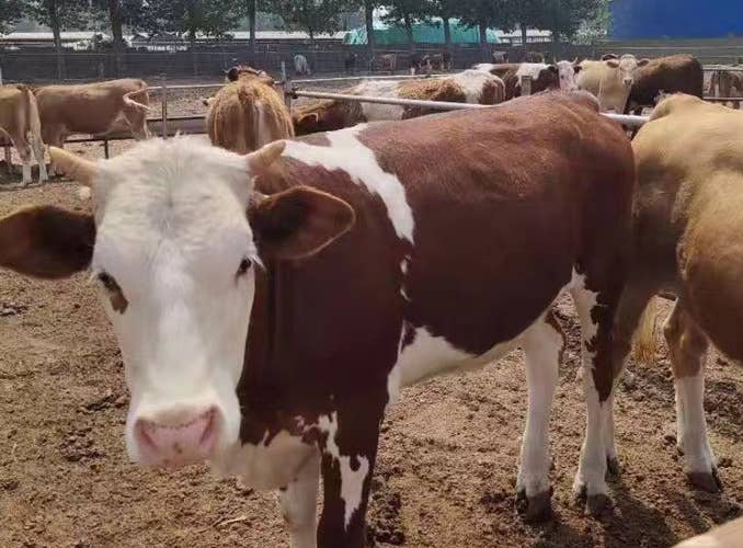 育肥肉牛驱虫注意细节