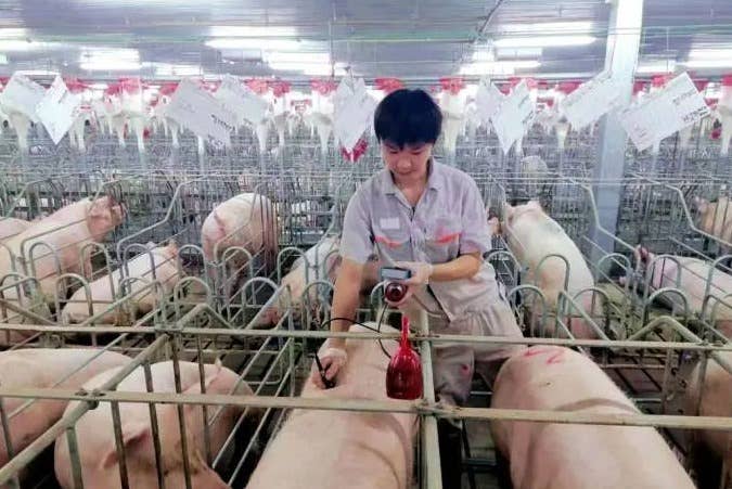 二次育肥本质上是一种高风险的市场投机行为！生猪养殖需要科学的产业分工，并且采用符合产业发展理念的养殖