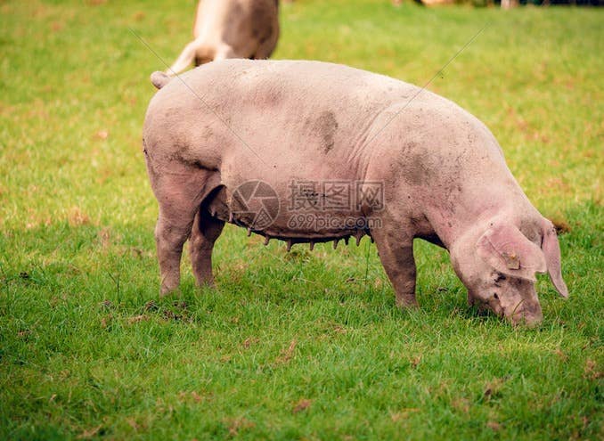 猪价反弹！【明天猪价】8月30日全国猪价涨跌表！