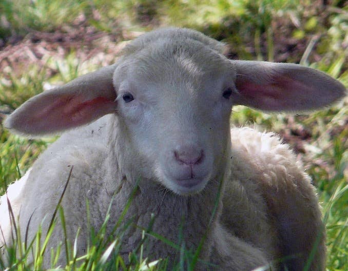 夏季警惕：羊误食了塑料薄膜的症状及治疗方法