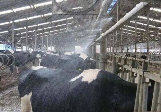 【养殖天地】如何应对奶牛热应激？