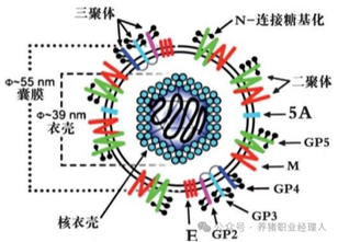 蓝耳病毒的理化特性及预防重点