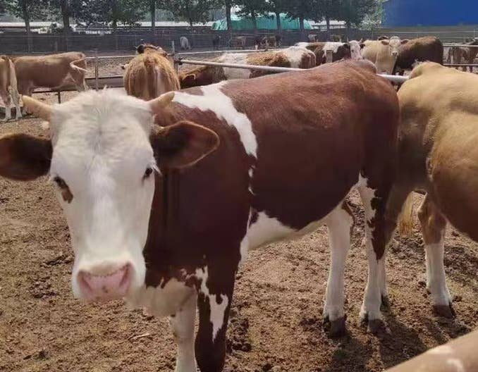肉牛养殖饲养技术（二）