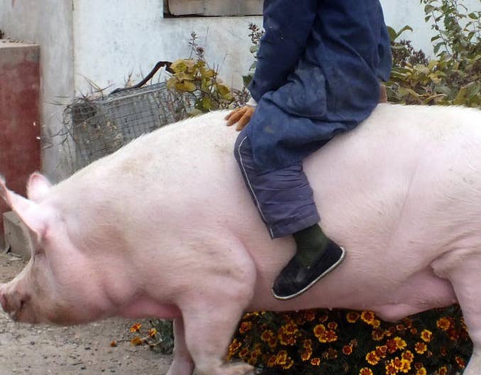 官方发力，猪价应声上涨，是上涨拐点到了，还是昙花一现？