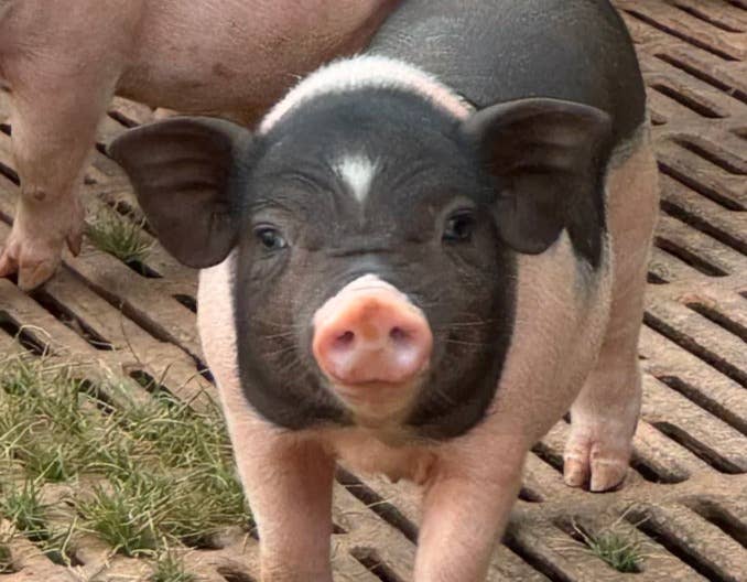 仔猪断奶面临巨大应激，教你三招快速提高断奶成绩！