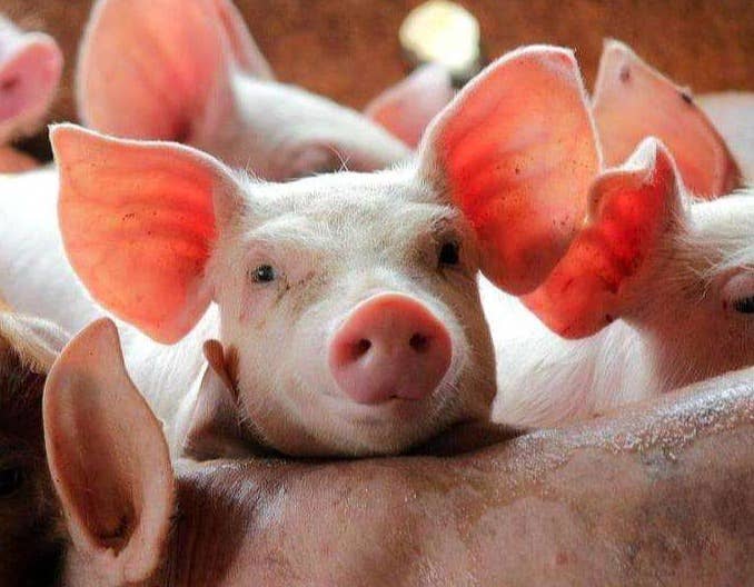 遇到蓝耳病不要怕，蓝耳病防控策略在这里！