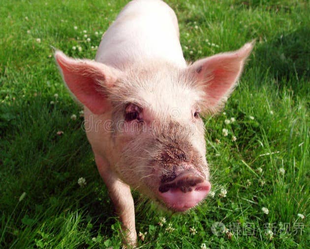 危险！继正邦、傲农、天邦之后，又一上市猪企暴雷！巨头血战！牧原VS温氏，谁是&ldquo;成本王&rdquo;？