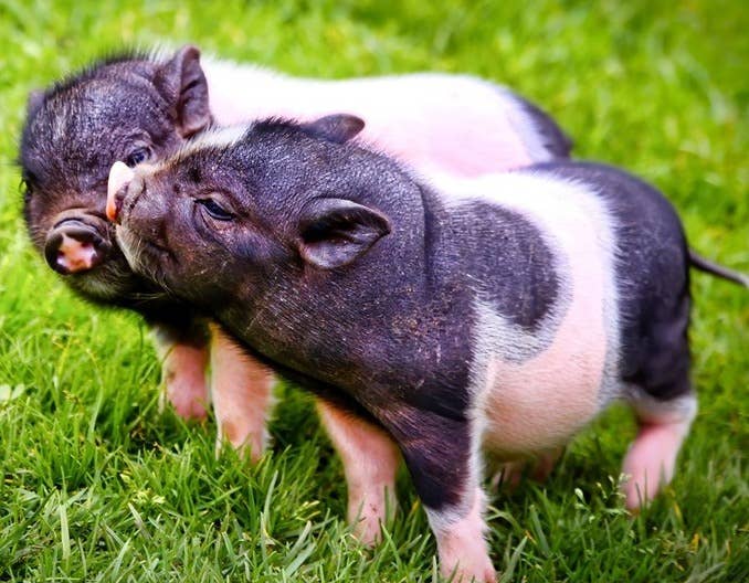 猪价大变！【明天猪价】12月21日全国猪价涨跌表！