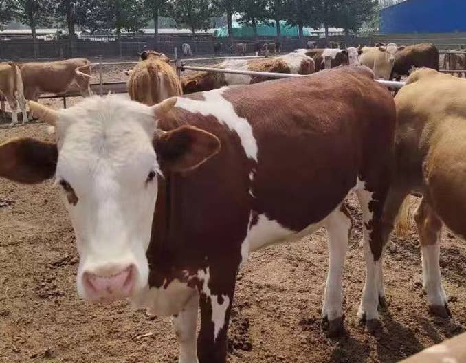 使用尿素喂牛的好处 尿素喂牛的方法和注意事项