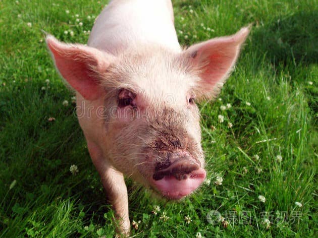 猪价有涨！【明天猪价】4月30日全国猪价涨跌表！