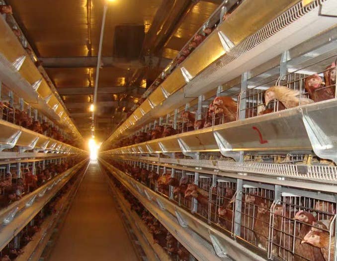 青年鸡日常管理方法