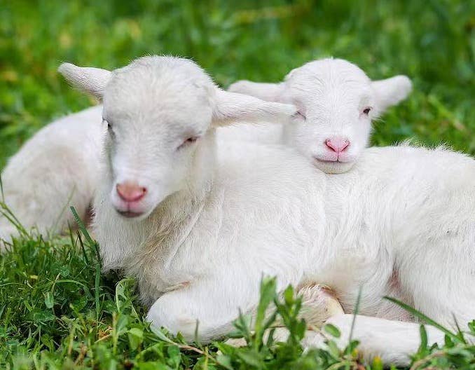 养羊日常管理注意事项（一）