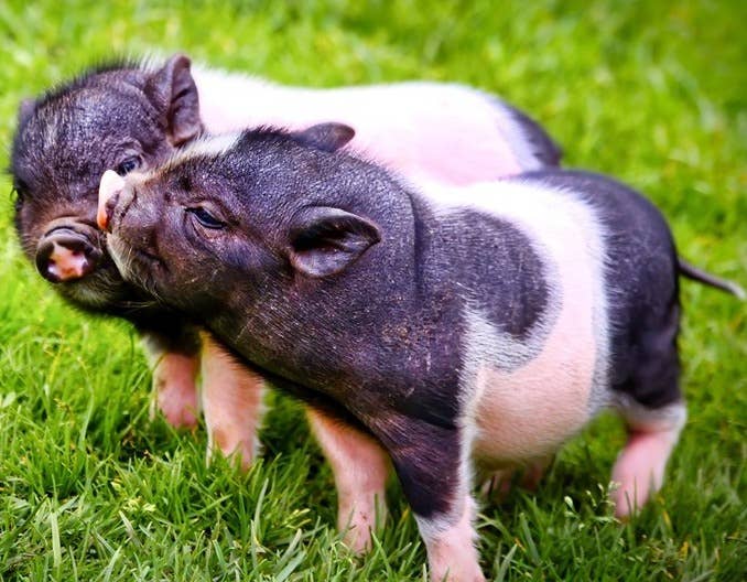 育肥猪长得慢这8个原因成了罪魁祸首