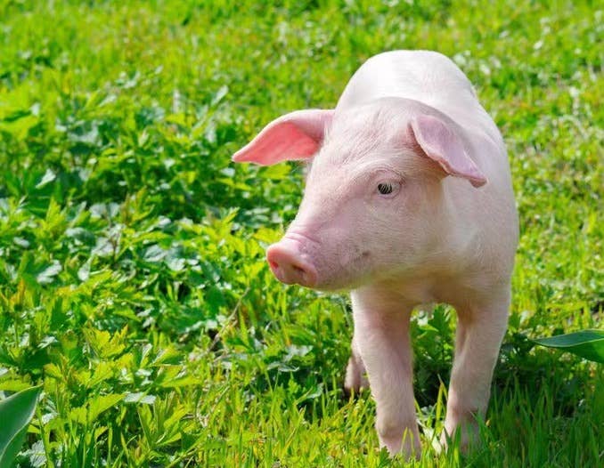 妊娠母猪各个期间营养如何把控？