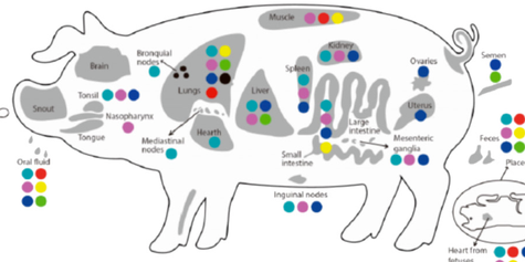 关于新型猪细小病毒，你了解多少？