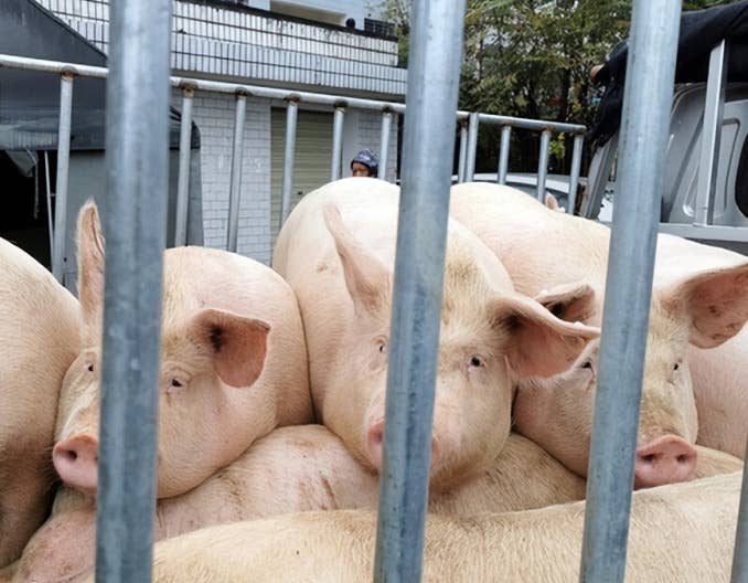 价格周报｜本周生猪均价环比跌超3%，中秋节后需求缩水