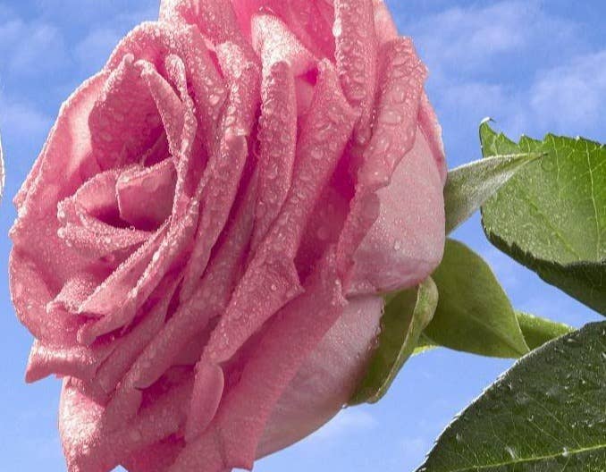 母猪产后应如何补料