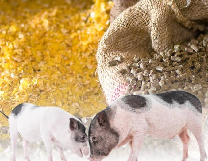 118.24万吨！四川3月全省饲料情况一览！