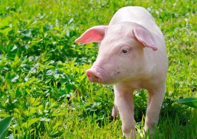 各个阶段冬季母猪饲养管理