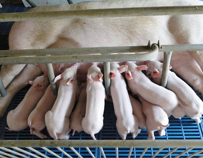 猪价上涨&ldquo;拦不住&rdquo;？1个新情况！【今日行情】