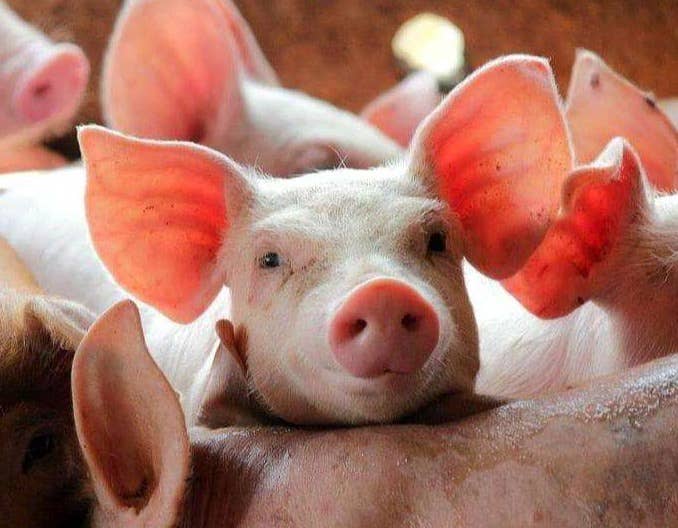 仔猪感染猪血虫病怎么办？