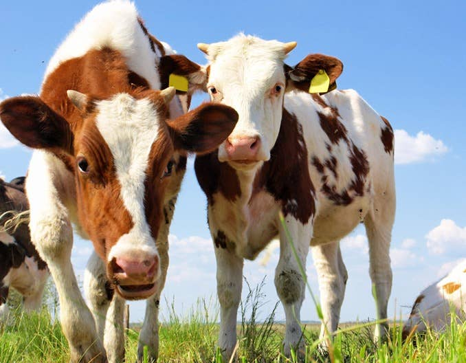 猪牛羊价价格几何？豆粕猛涨不止〡比猪价下跌还糟糕的2件事，正在持续发生！