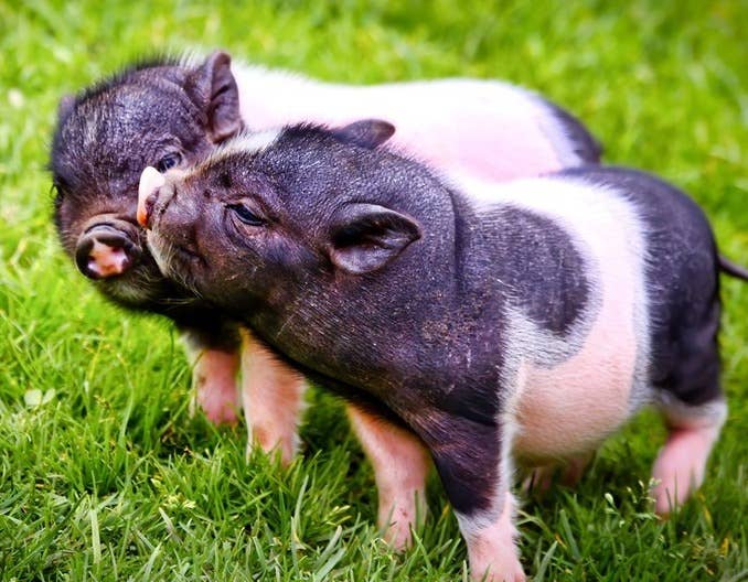 卓创资讯：立足生猪供需视角，探究国庆前后猪价走势变化