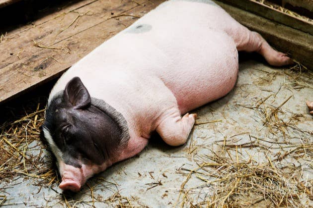 正虹科技：9 月生猪收入降 34.42% 出栏量降