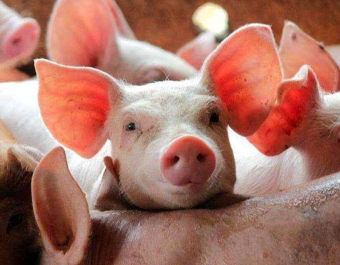 恶化！猪价涨势&ldquo;倒塌&rdquo;，下跌元凶不简单！8月29日猪价