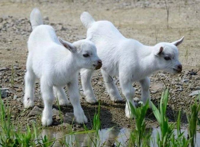 羔羊前三月饲养技巧要点！