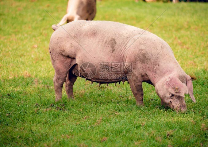 猪价大变！【明天猪价】1月8日全国猪价涨跌表！