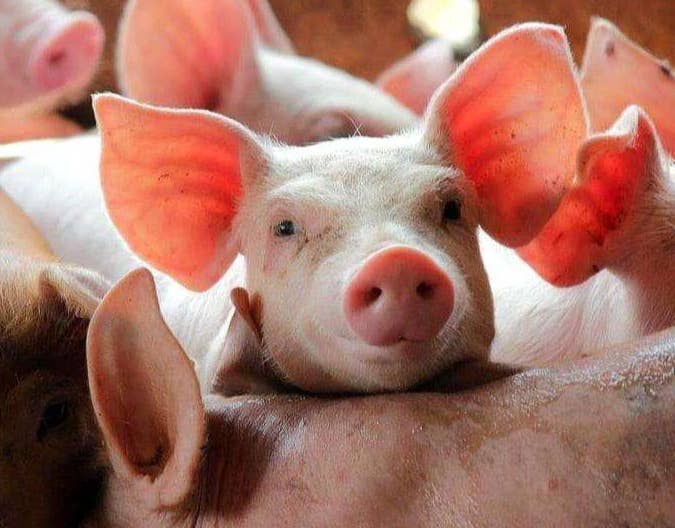 猪伪狂犬病与脑膜炎型链球菌病怎么区分？方法竟然这么多