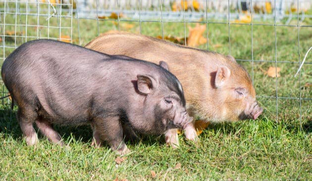 猪价与股价&ldquo;齐飞&rdquo;！猪周期上行趋势浓厚