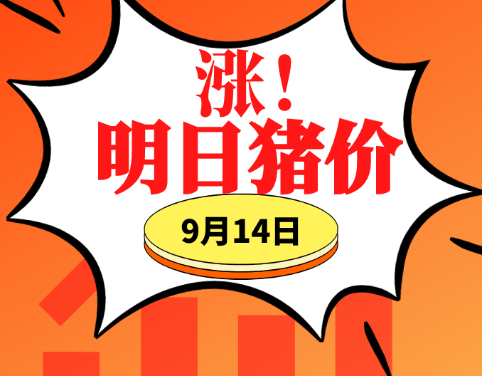 多地飘红！ ！！9.14明日猪价早知道,全国最新猪价信息