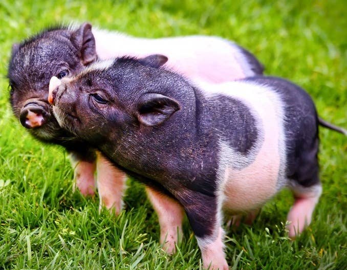 未来几天，全国40℃高温再度来袭！生猪集体中暑事件频发，中国农业科学院生猪产业专家团发出警示    