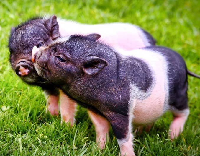 猪价持续下跌！何时能迎来大反转？