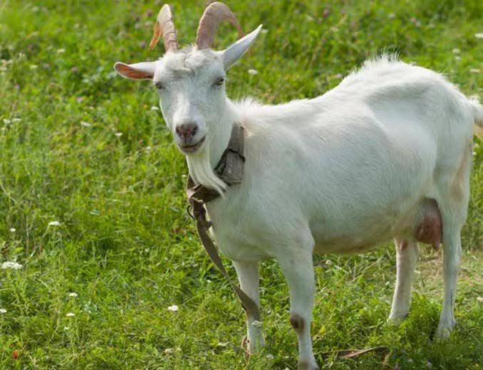 母羊一年2胎多羔繁殖技术措施（二）&mdash;&mdash;母羊营养