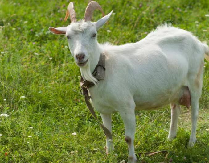 母羊一年2胎多羔繁殖技术措施（三）&mdash;&mdash;种公羊、种母羊的选育