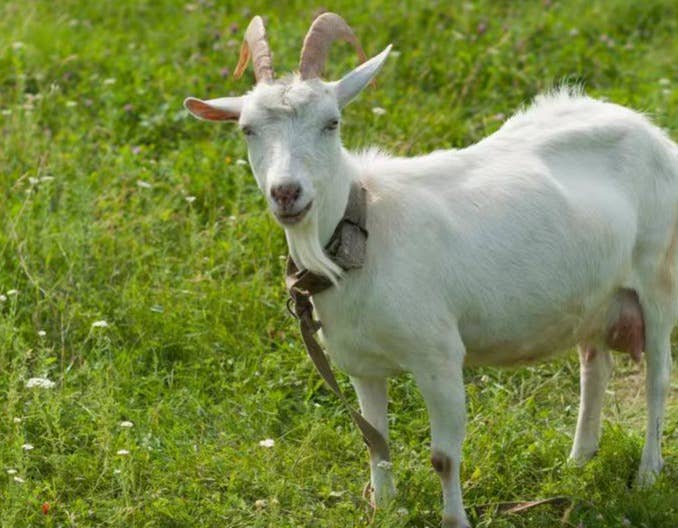 母羊一年2胎多羔繁殖技术措施（四）&mdash;&mdash;公母分开饲养