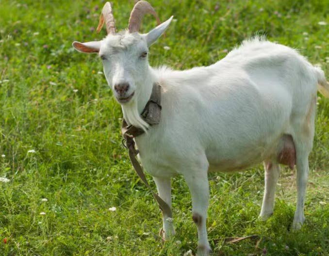 母羊一年2胎多羔繁殖技术措施（五）&mdash;&mdash;多个公羊配种