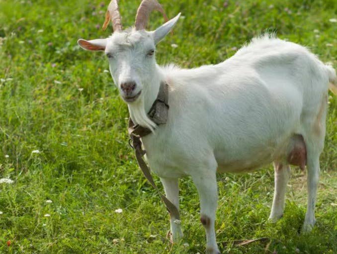 养羊必须知道的，引进良种羊注意事项