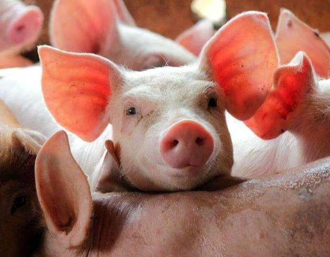 猪瘟的症状有哪些？已经得了猪瘟怎么治疗？养猪人赶快收藏学习！