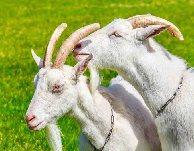 羊料中为什么都要加小苏打？