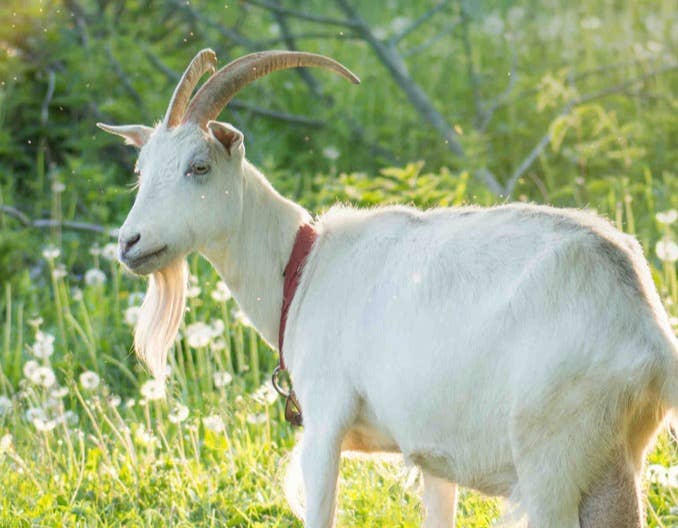 羔羊白肌病诊断与防治