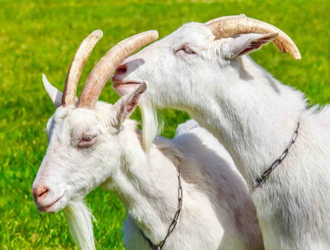 山羊常见普通病